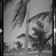 Illustration for article titled Coconut